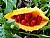 What is it?11
