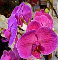 Picture Title - Orchids
