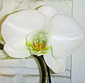 Picture Title - White Orchid