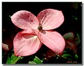 Picture Title - Pink Dogwood