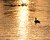 Golden Waters