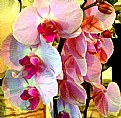 Picture Title - Mainly Orchids