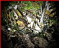 Picture Title - Spot light on butterflies