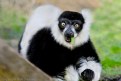 Picture Title - Lemur Suprise