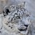 Snow Leopard