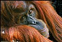 Picture Title - PORTRAIT OF ORANGUTAN