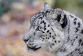 Picture Title - Snow Leopard