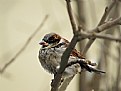 Picture Title - sparrow