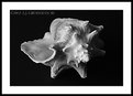 Picture Title - Conch 4329