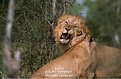 Picture Title - Lion (Panthera leo)