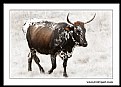 Picture Title - Nguni 1