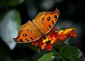 Picture Title - butterfly-6