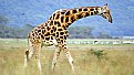 Picture Title - Giraffe