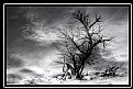 Picture Title - Tree in the Clouds
