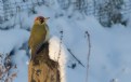 Picture Title - green woodpecker