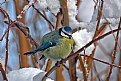 Picture Title - Blue tit