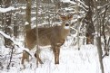 Picture Title - Whitetail Buck 3