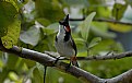 Picture Title - SOLITARY BIRD!