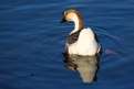 Picture Title - Goose in blue