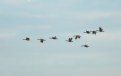 Picture Title - geese