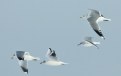 Picture Title - gulls