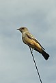 Picture Title - Bird on an antenna