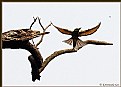 Picture Title - The Bee & The Bee-eater