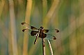 Picture Title - Widow Skimmer