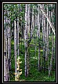 Picture Title - Aspens