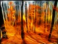 Picture Title - FOREST FIRE