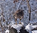 Picture Title - Buteo buteo