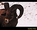 Picture Title - Male big horn sheep