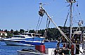 Picture Title - Seagull & Harbour