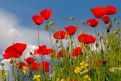 Picture Title - RED POPPYS