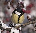 Picture Title - Parus major