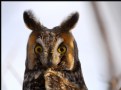 Picture Title - Long-Eared Owl II