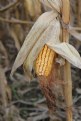 Picture Title - corn