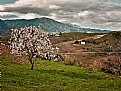 Picture Title - Mountain Almonds 2