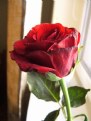 Picture Title - Rose of love