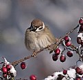 Picture Title - Passer montanus