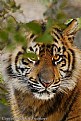 Picture Title - Sumatran Tiger