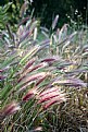 Picture Title - grasses in a nice light