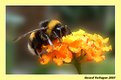 Picture Title - Bee 02