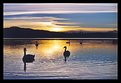 Picture Title - Swans lake