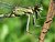 Portrait of a female Common Blue Damselfly, Enallagma cyathigerum (Charpentier, 1840)