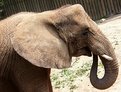 Picture Title - Elephant