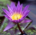 Picture Title - Water Lily