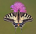 Picture Title - Papilio macaon