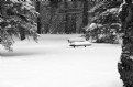 Picture Title - Lonely Bench