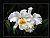 Cattleya Orchid (d5251)